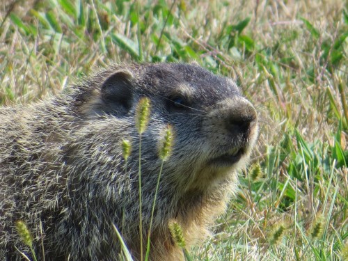 Marmota monax
