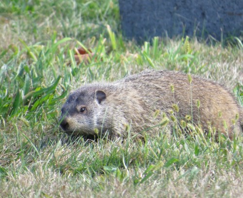 Marmota monax