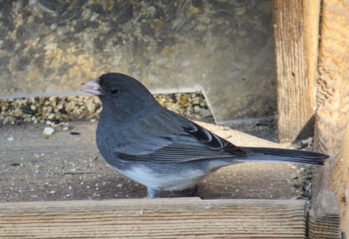 Junco hyemalis