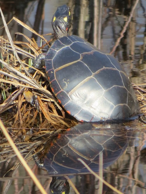 Chrysemys picta