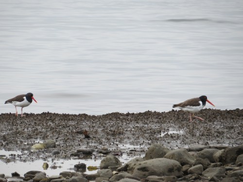 Haematopus palliatus