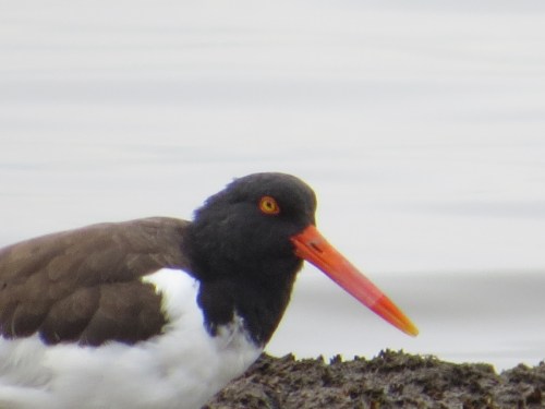 Haematopus palliatus