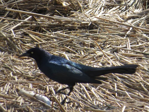Quiscalus major