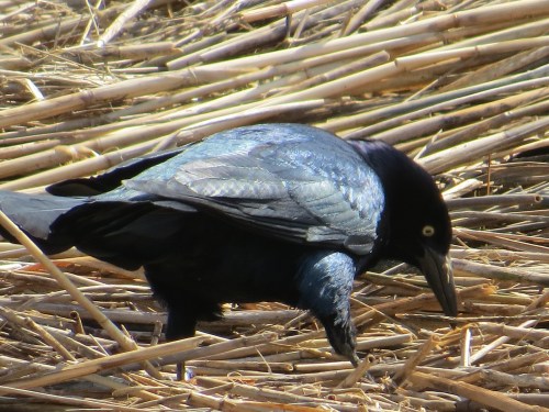Quiscalus major