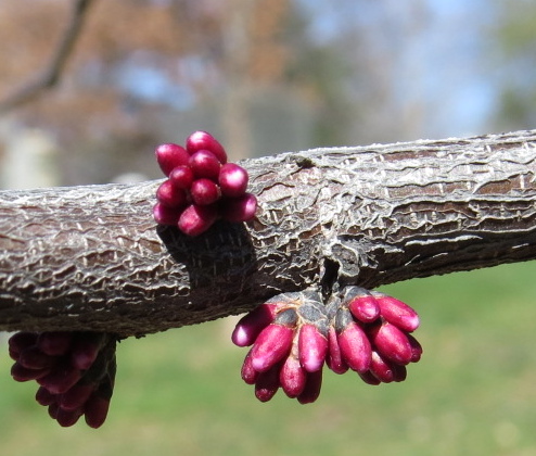 Cercis canadensis