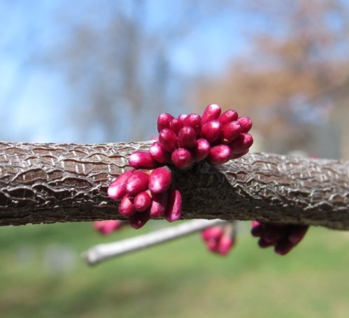 Cercis canadensis