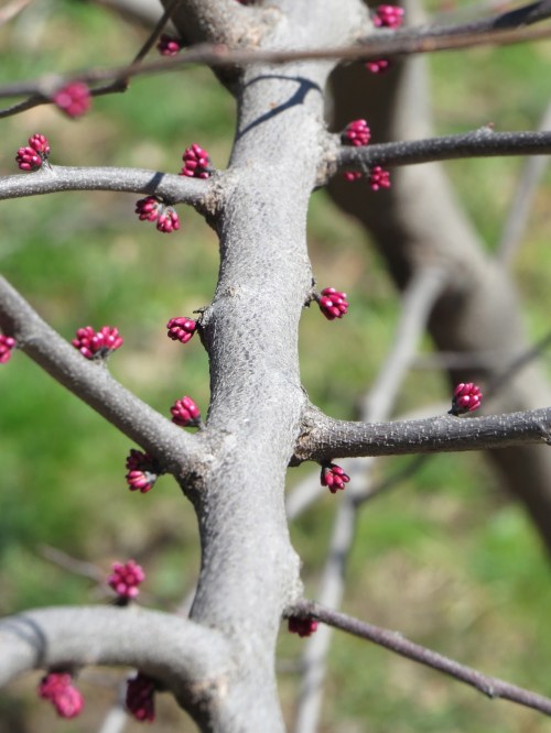 Cercis canadensis