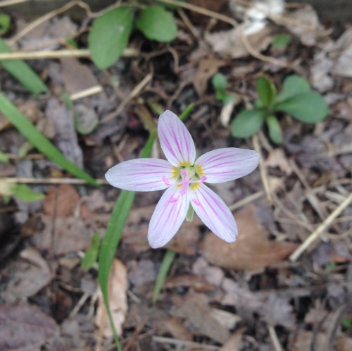 Claytonia virginica
