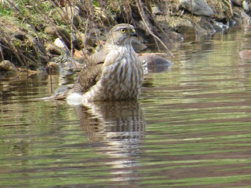 Accipiter