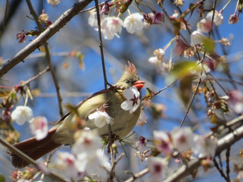 Cardinalis cardinalis