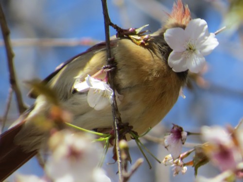 Cardinalis cardinalis