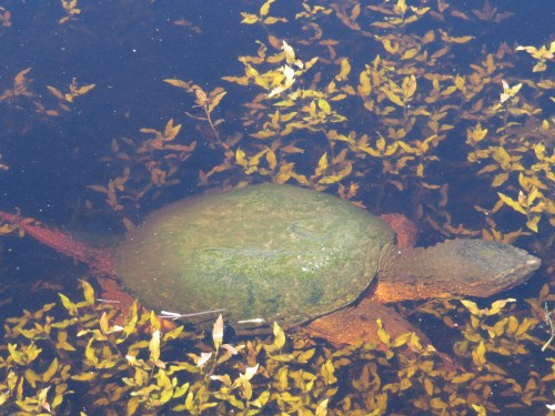 Chelydra serpentina