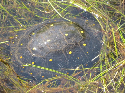 Clemmys guttata