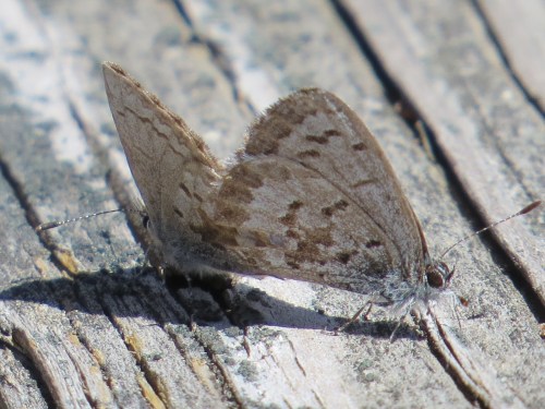Celastrina ladon