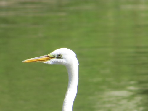 Ardea alba