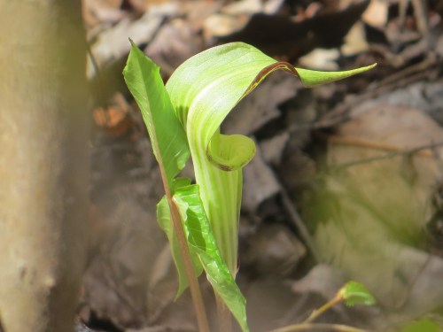 Arisaema triphyllum
