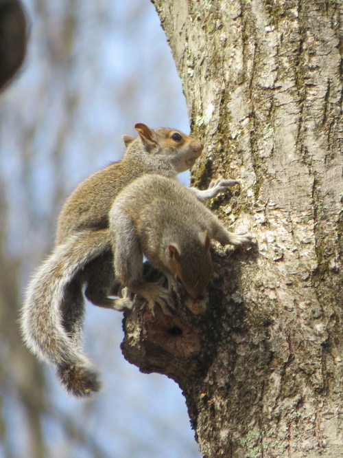 Sciurus carolinensis