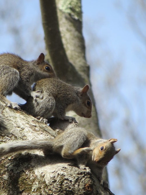 Sciurus carolinensis