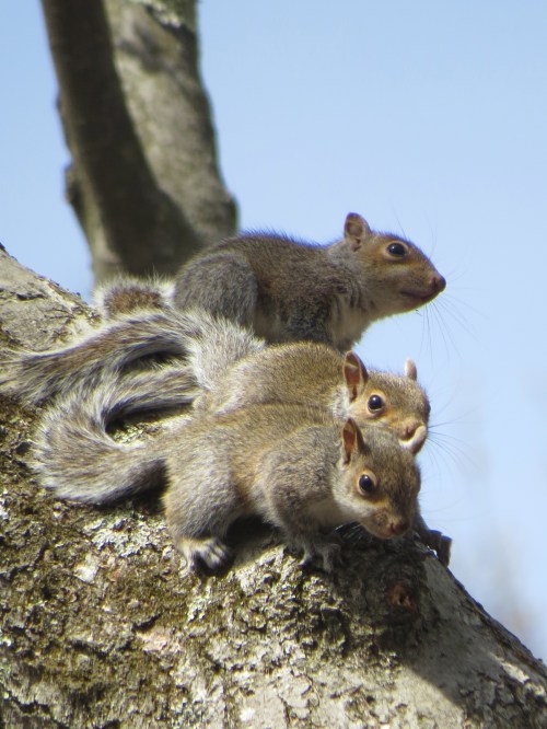 Sciurus carolinensis