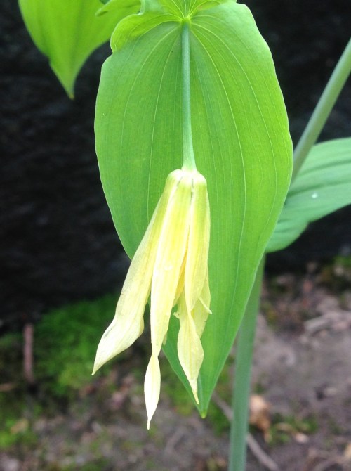 Uvularia grandiflora