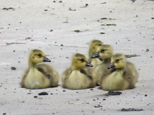Branta canadensis