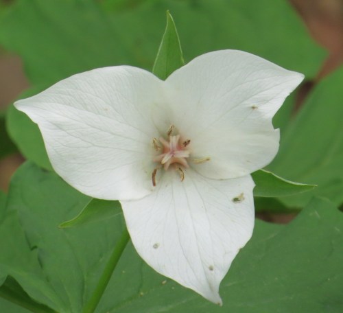 Trillium grandiflorum