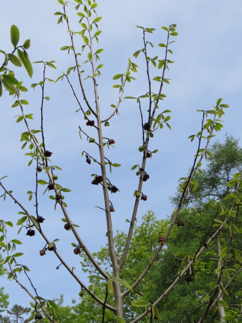 Asimina triloba