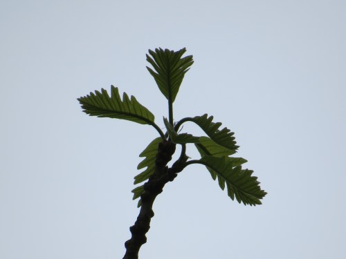 Quercus muehlenbergii