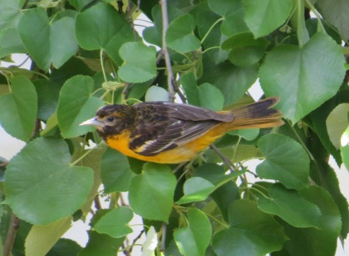 Icterus galbula