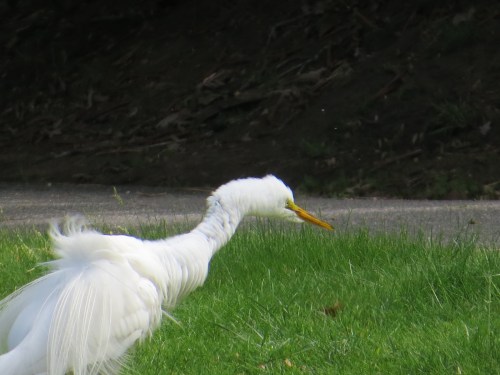 Ardea alba