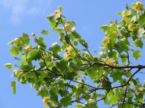 Liriodendron tulipifera