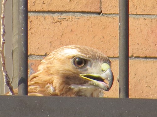 Buteo jamaicensis