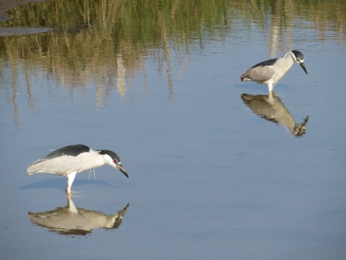 Nycticorax nycticorax