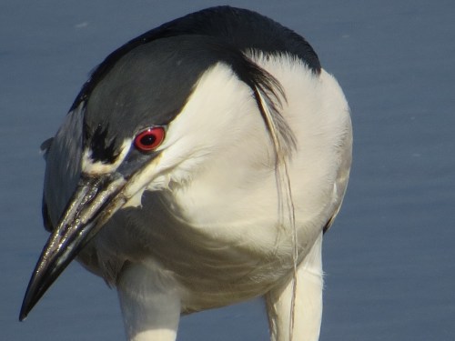 Nycticorax nycticorax