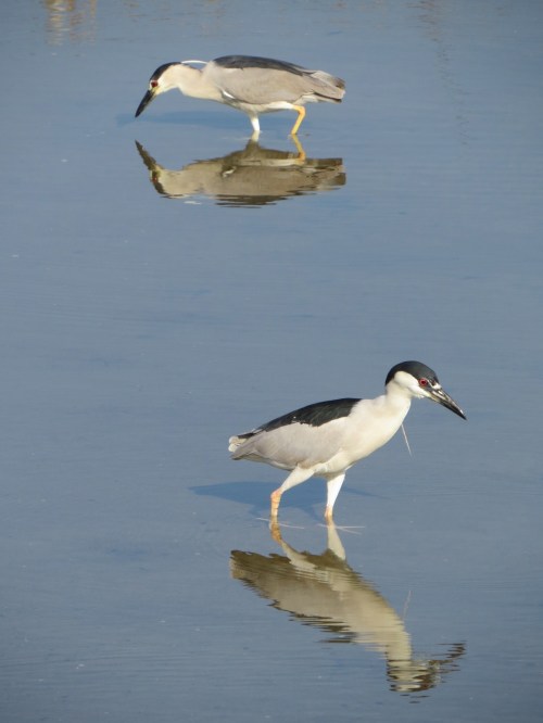 Nycticorax nycticorax