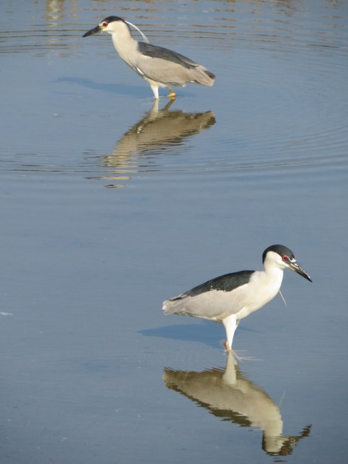 Nycticorax nycticorax