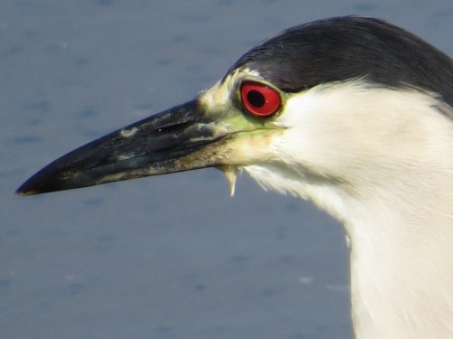 Nycticorax nycticorax