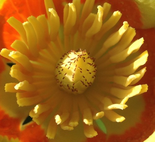 Liriodendron tulipifera