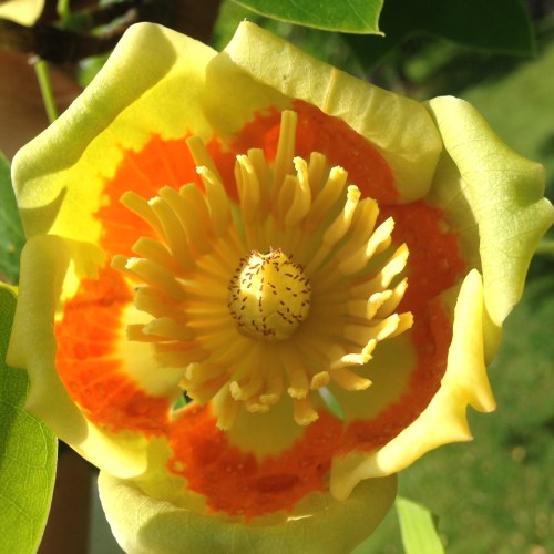 Liriodendron tulipifera