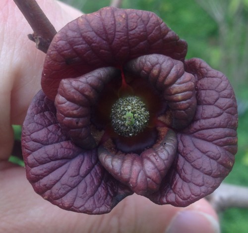 Asimina triloba