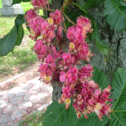 Aesculus X carnea