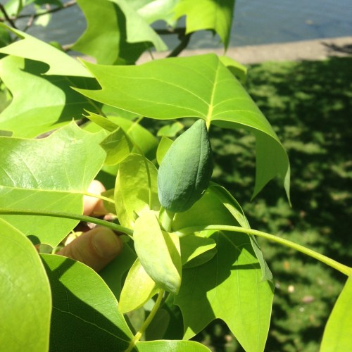 Liriodendron tulipifera
