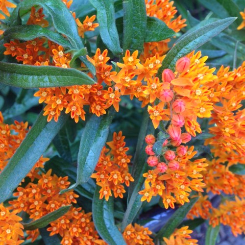 Asclepias tuberosa