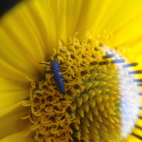 Coccinella novemnotata