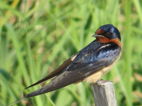 Hirundo rustica