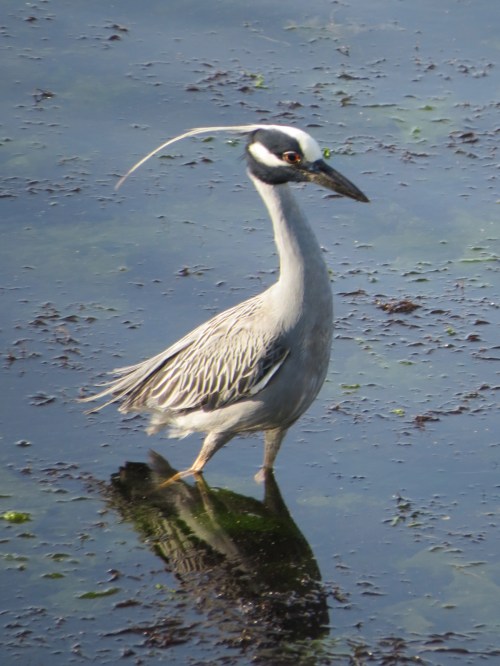Nyctanassa violacea