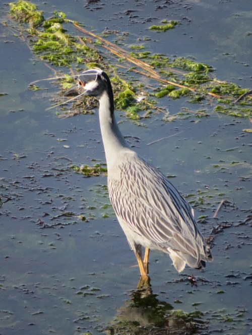 Nyctanassa violacea