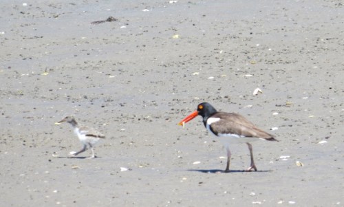Haematopus palliatus