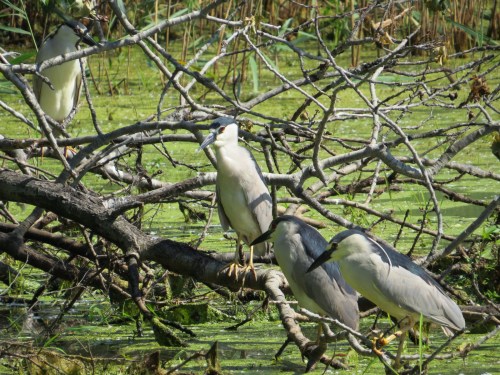 Nycticorax nycticorax