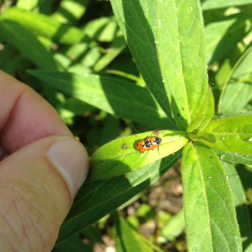 Hippodamia convergens